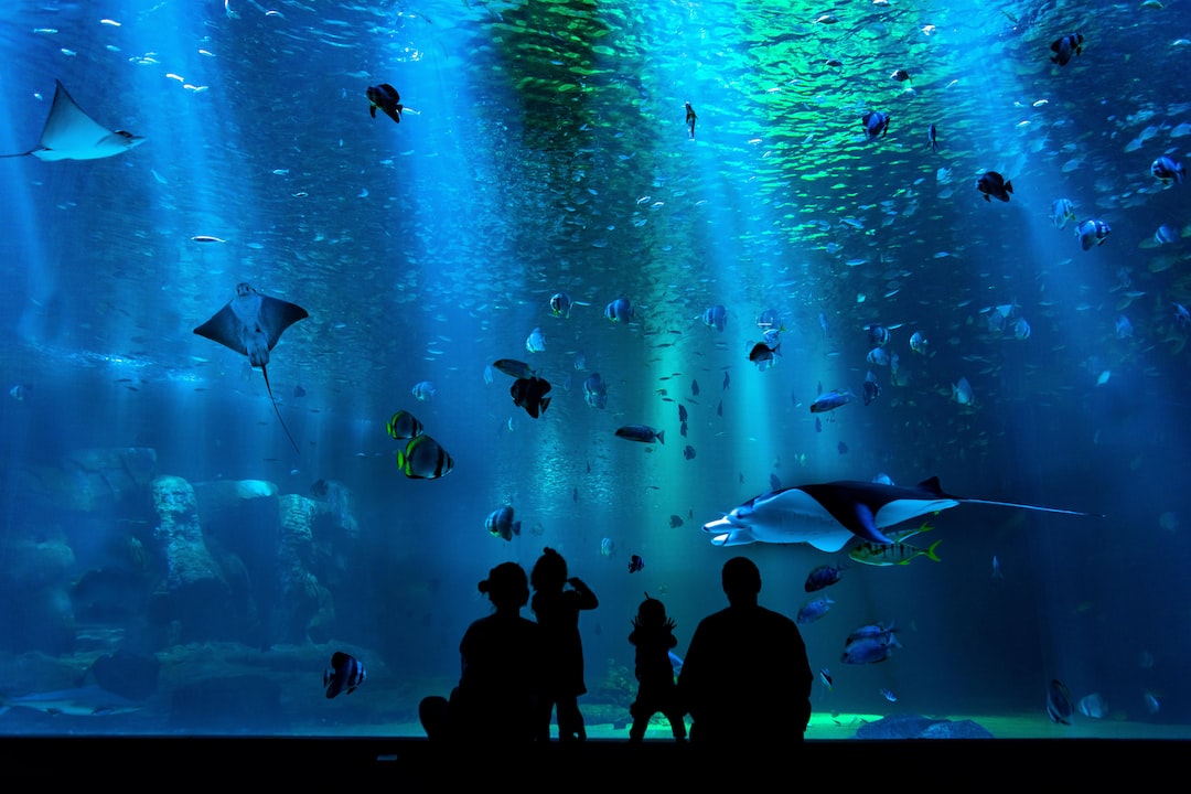 Akwaria i Ekspozycje: Twórz niesamowite podwodne światy